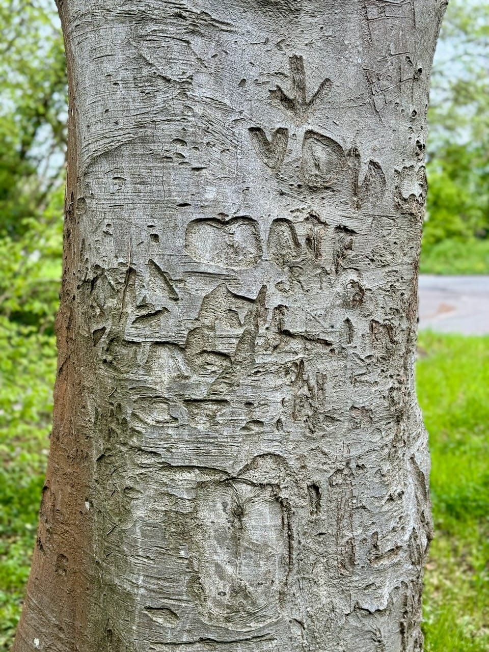 The Day the Deer Left Llantrithyd Park
