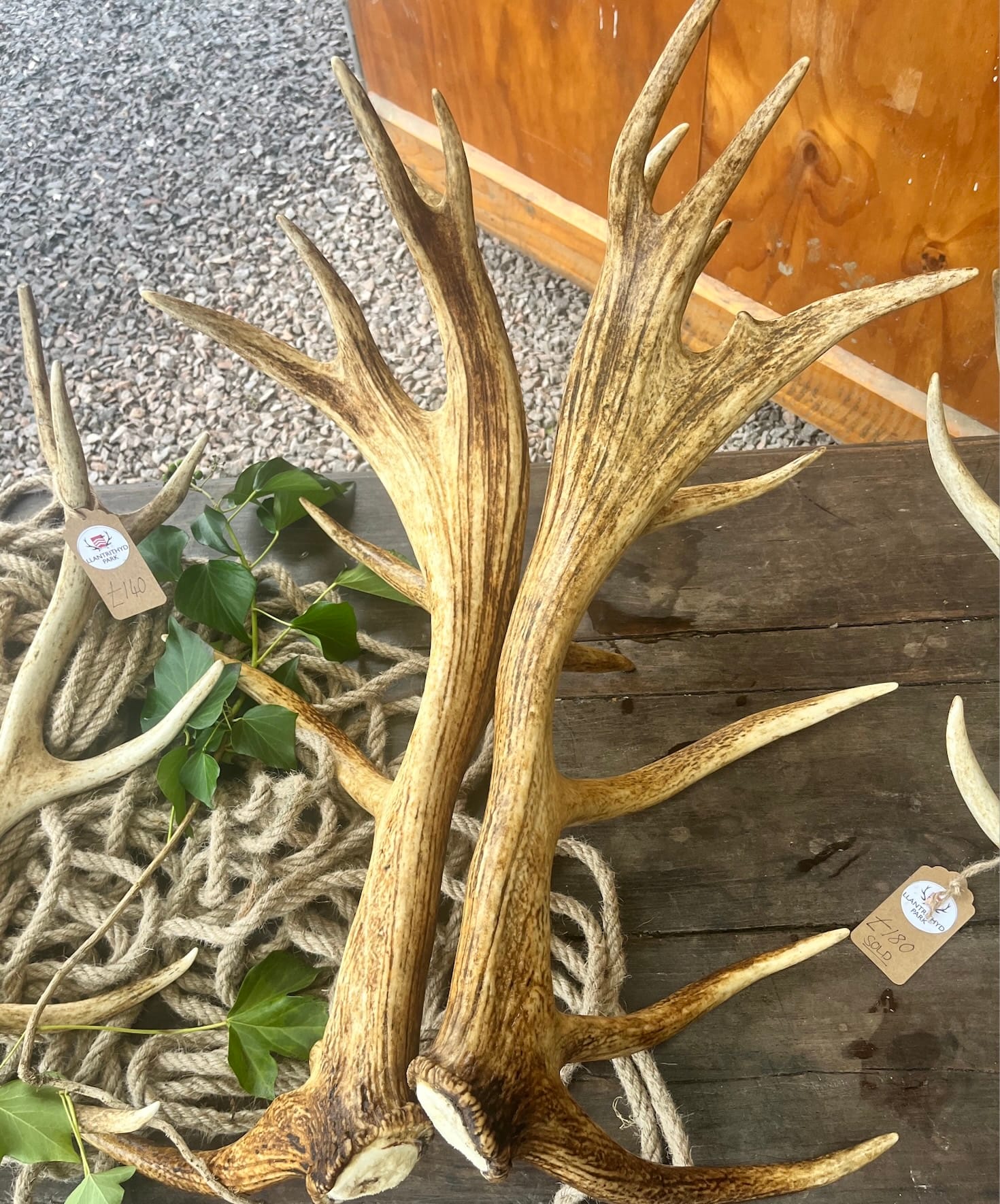 How Deer Antlers can work in your home