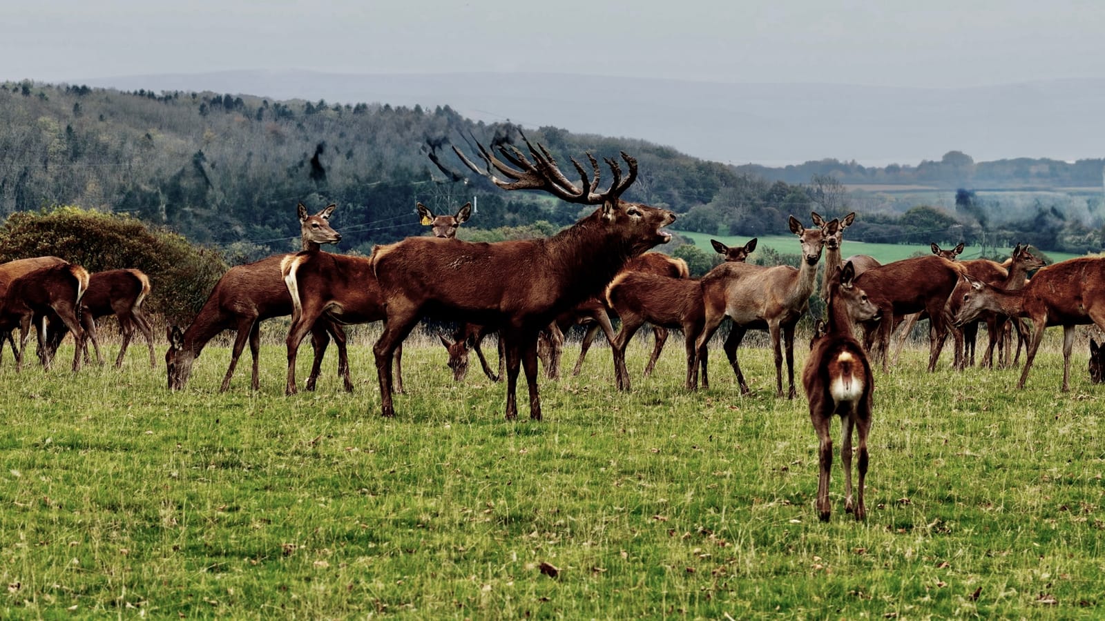 The Rut