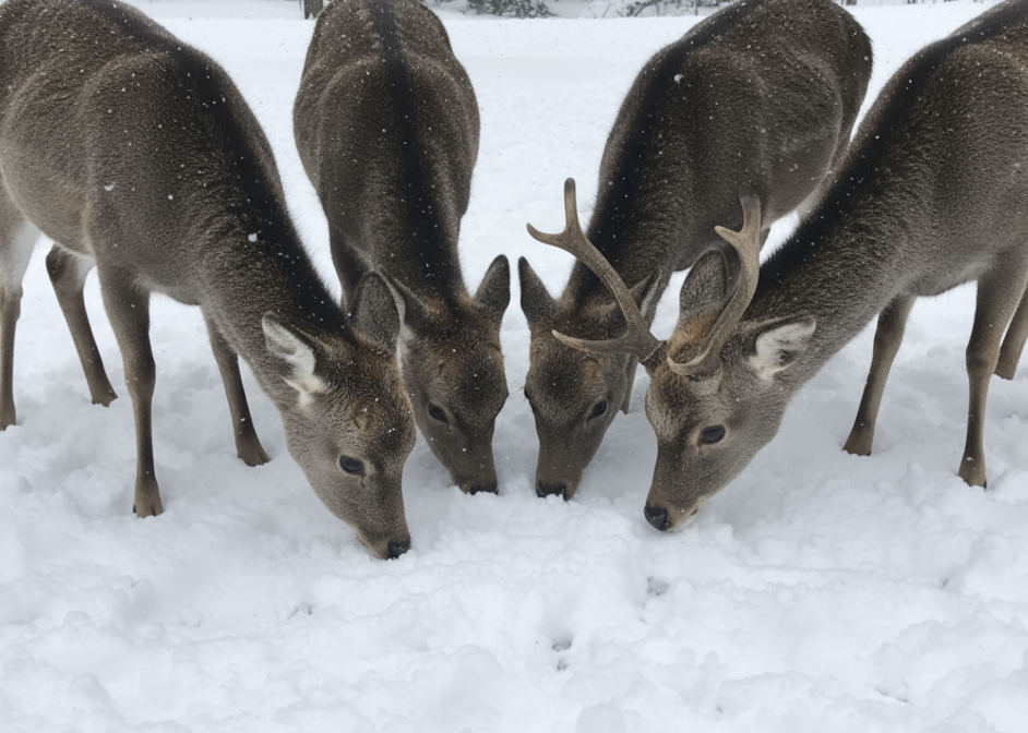 Winter Opening Times