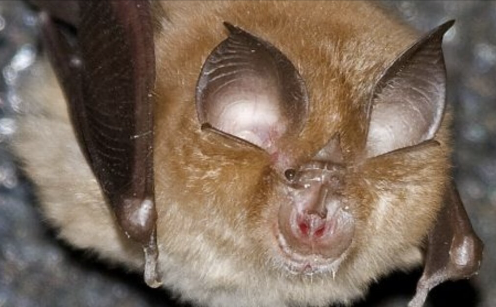 Something Rather Special Is Happening After Dark at Llantrithyd Park 🦇